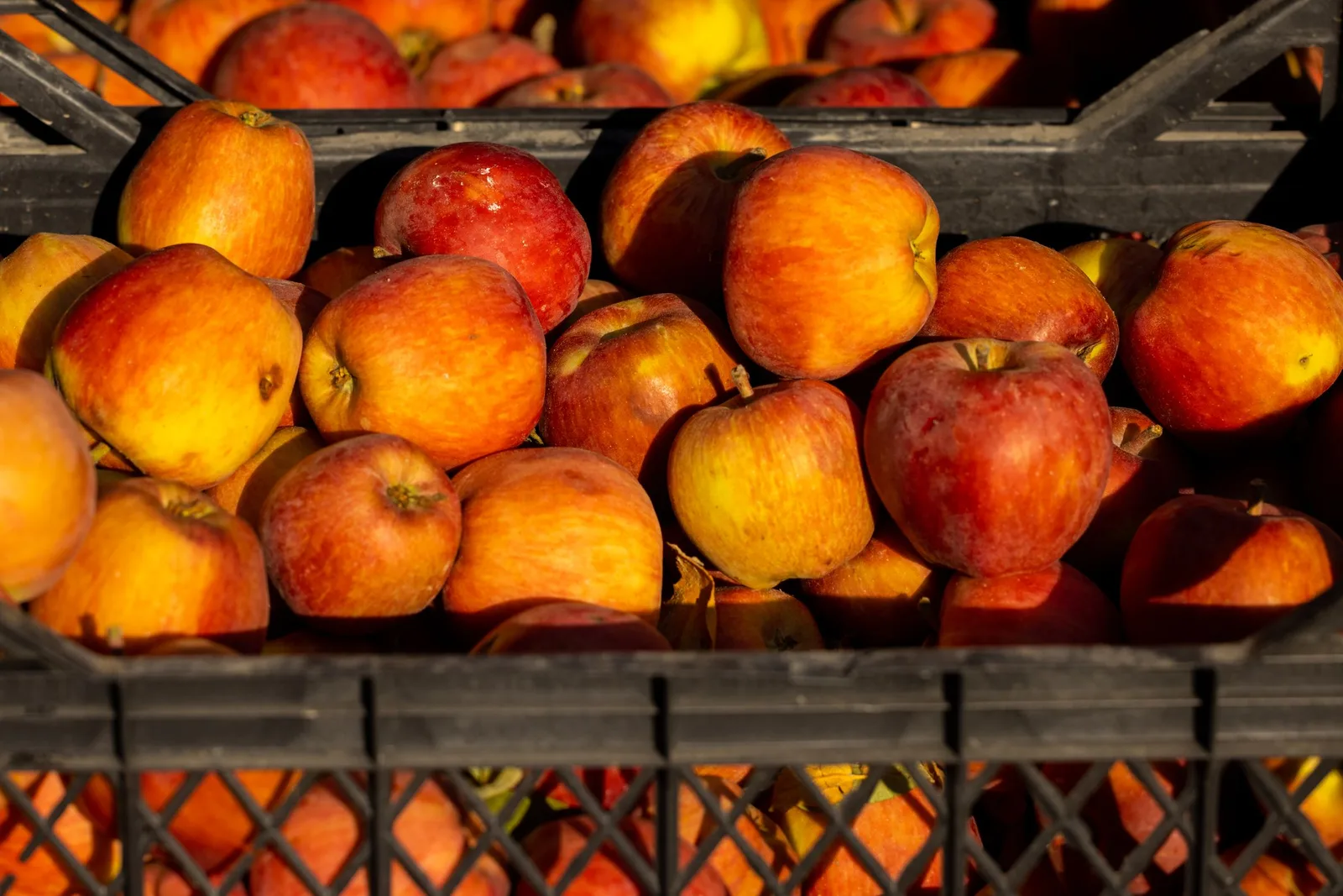 Red and yellow apples heaped in dark crates in warm light
